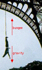 Bungee Diving